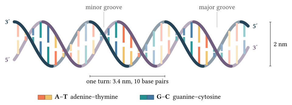DNA Double Helix