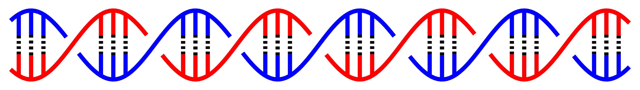 DNA Double Helix