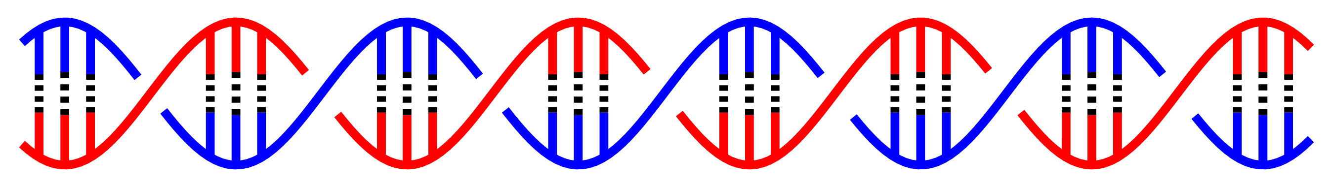 DNA Double Helix