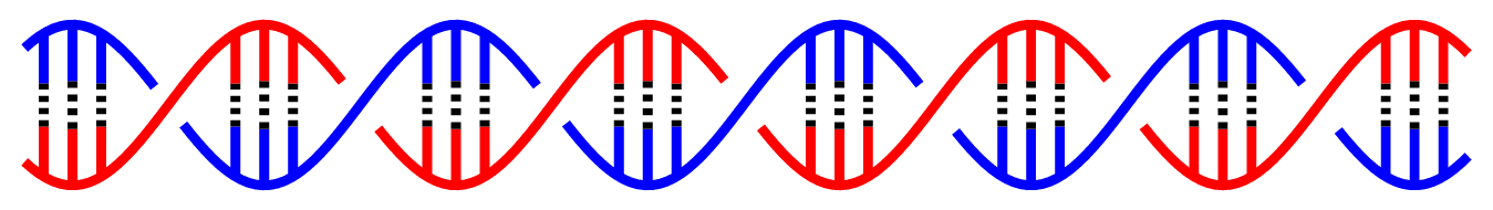 DNA Double Helix