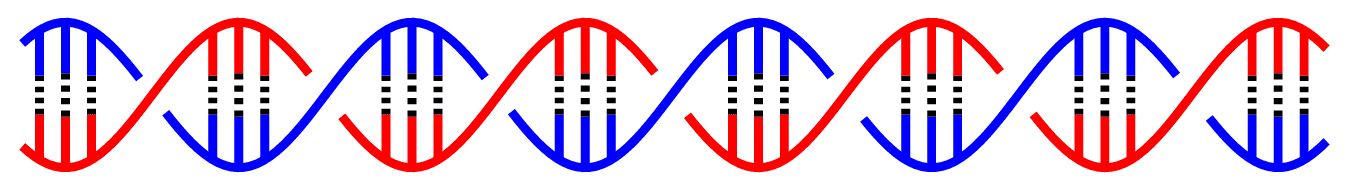 DNA Double Helix